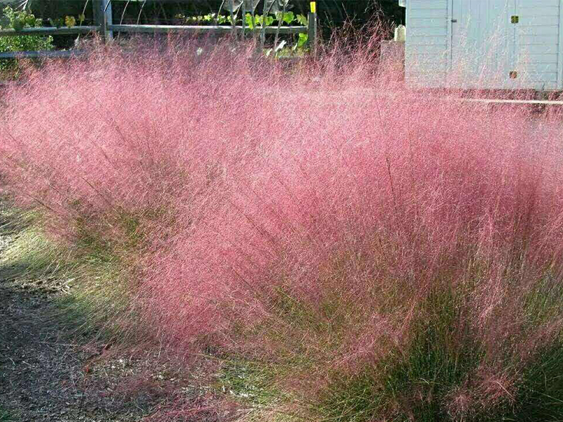 粉黛乱子草种植处理方法和特性介绍