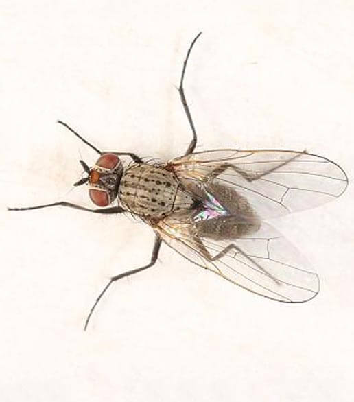 口碑好的苍蝇防治就在一丁安环境工程，泉州除蟑螂服务