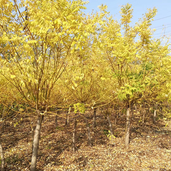 秋季黃金槐