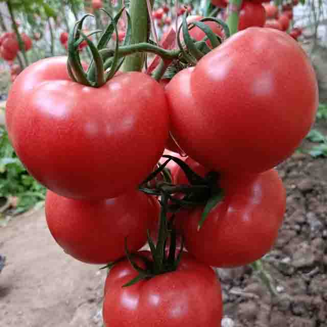 潍坊番茄种子专业供应商_西红柿种子公司