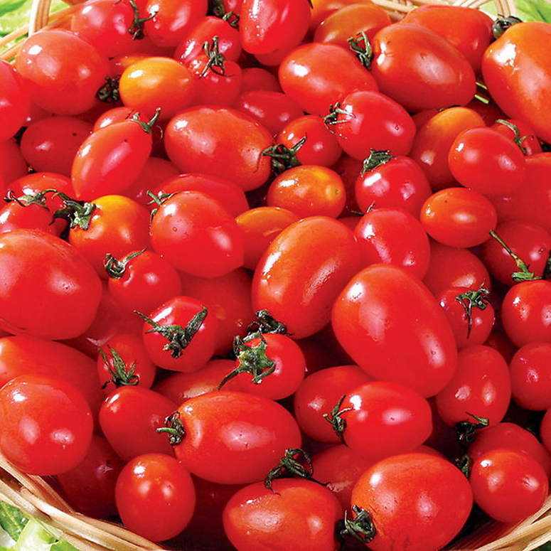 在哪能买到 的种苗 聊城西红柿种苗批发商