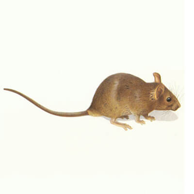 厦门除甲醛服务 专业的老鼠防治提供