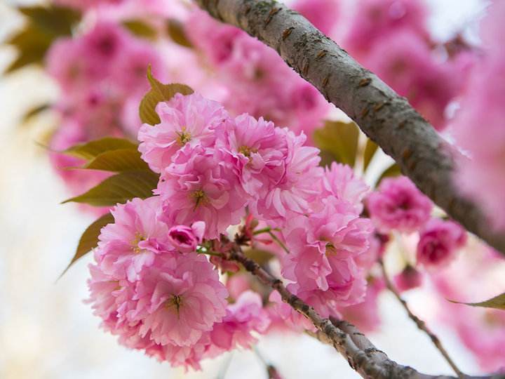 樱花大树批发