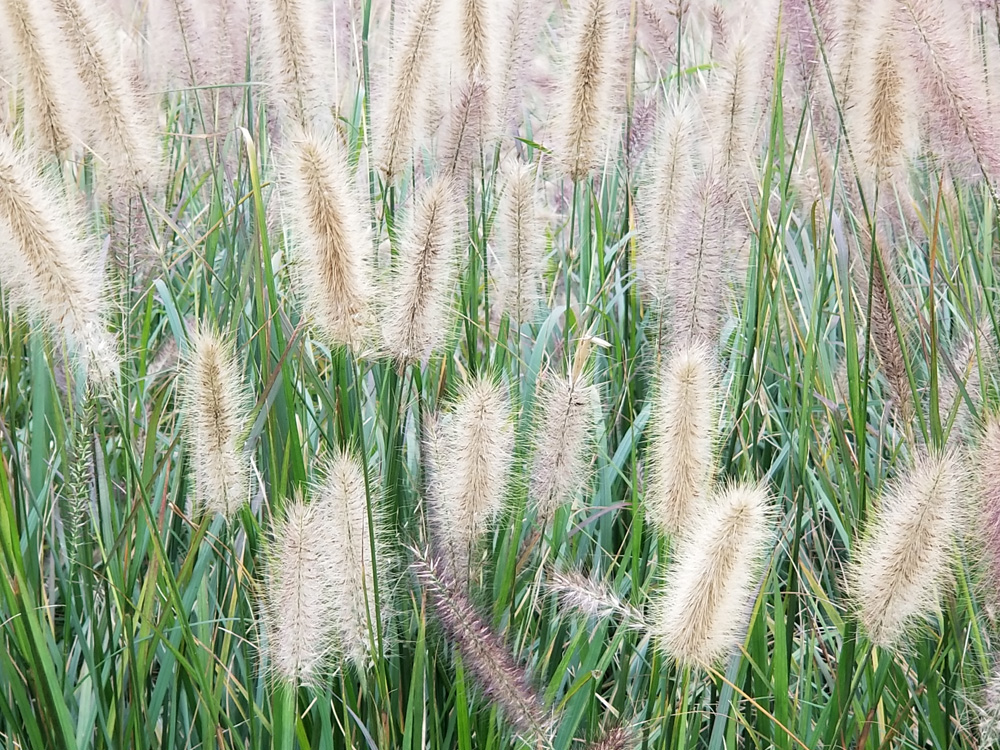 狼尾草行情 供应潍坊实惠的狼尾草