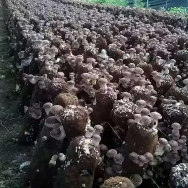 物超所值的香菇，安徽菌种培训基地供应-新鲜的香菇