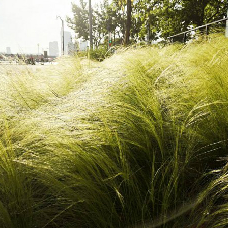 山东细叶芒供应-细叶芒种植基地