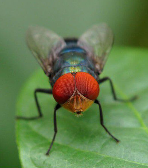厦门哪里有专业的苍蝇防治 甲醛检测公司