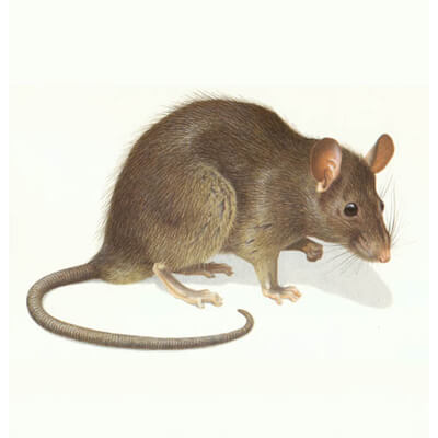 哪里有提供不错的老鼠防治-泉州甲醛检测公司