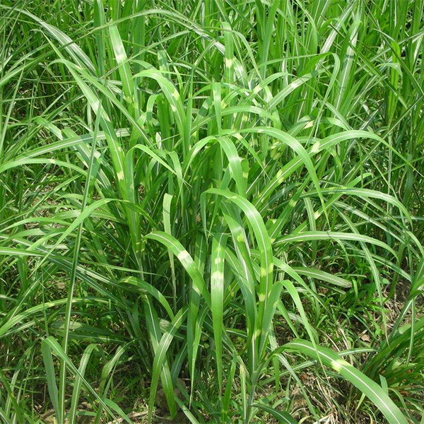 潍坊价格实惠的斑叶芒哪里有供应-斑叶芒种植基地