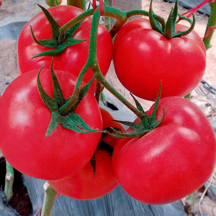 乾德种业西红柿种子品质好_东北西红柿种子