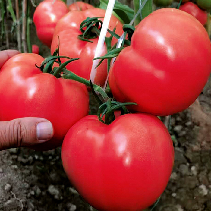 山东品种好的西红柿种子供应-西红柿种子生产厂家