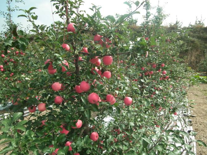 红富士苹果苗苗圃