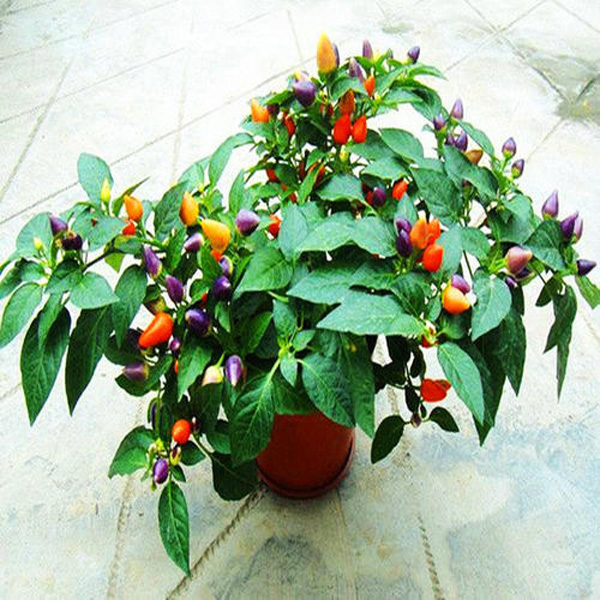 盆栽五彩椒