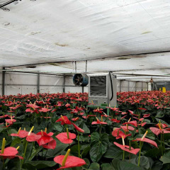 电暖风机在花卉大棚里的应用