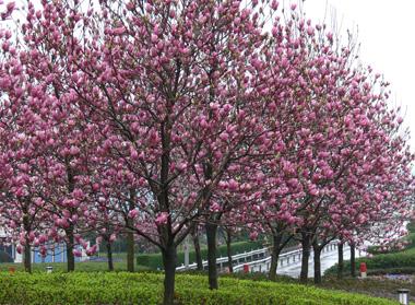 紅玉蘭專業供應商|紅玉蘭大樹